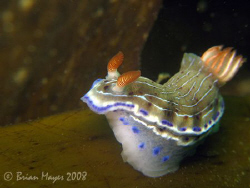 Hypselodoris carnea out for a crawl on some kelp....¸><((... by Brian Mayes 